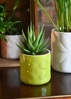 Beau & Elliot Lime Carnaby Porcelain Embossed Pot Small