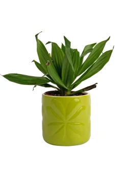 Beau & Elliot Lime Carnaby Porcelain Embossed Pot Small
