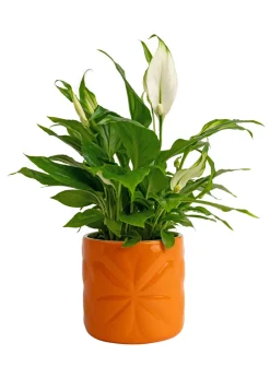 Beau & Elliot Orange Carnaby Porcelain Embossed Pot Small