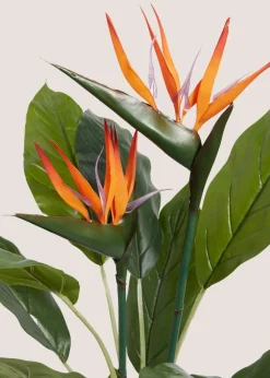 Birds Of Paradise Tree