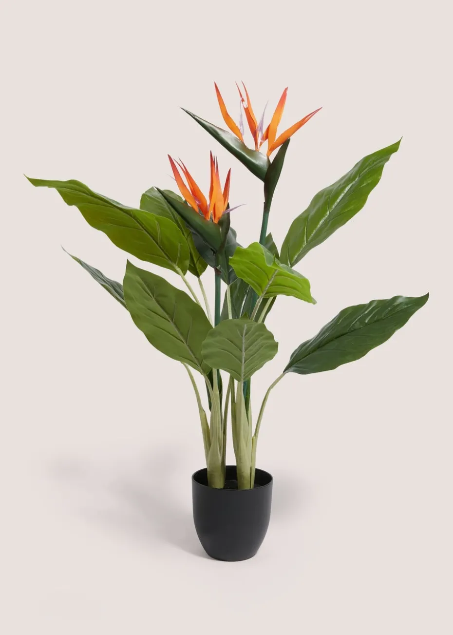 Birds Of Paradise Tree