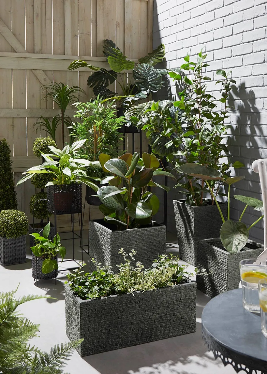 Cheese Plant in Pot (90cm x 60cm)