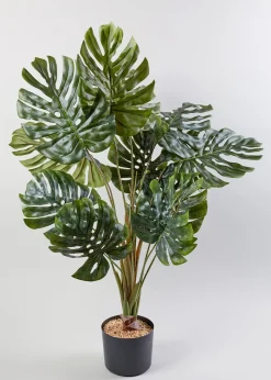 Cheese Plant in Pot (90cm x 60cm)