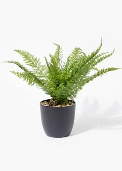 Fern in Pot