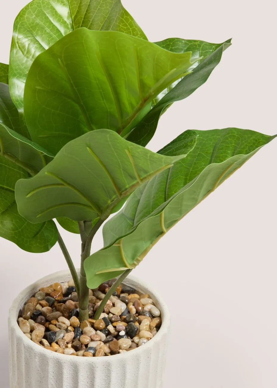 Fig Tree In Cream Pot