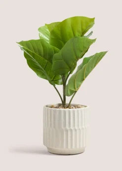 Fig Tree In Cream Pot