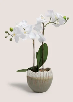 Orchid In A Vase