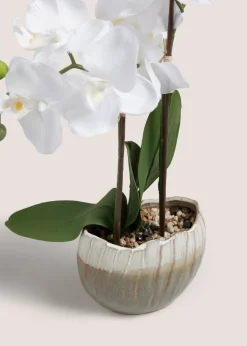 Orchid In A Vase