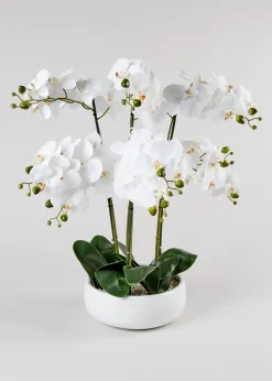 Orchids in Large Ceramic Pot