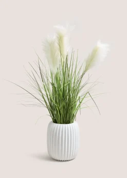 Pampas In Ribbed Pot