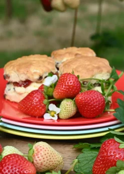 Summerhouse by Navigate Strawberries & Cream (Set of 4 Plates)