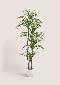 Varigated Yukka Tree