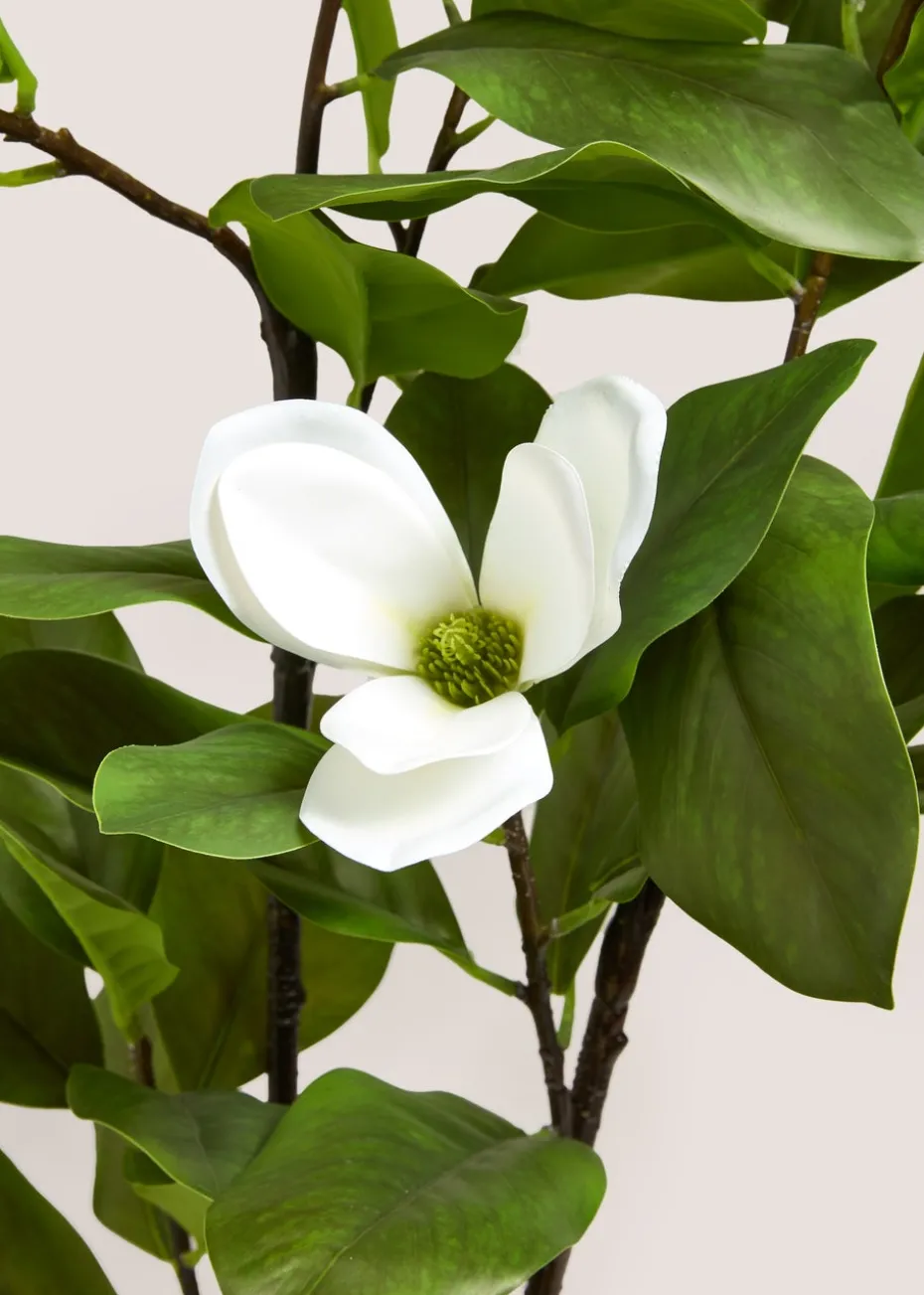 White Magnolia Tree