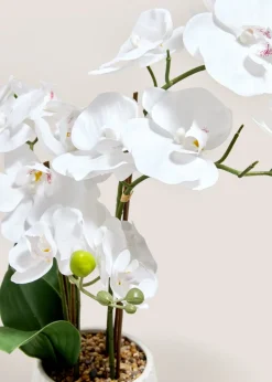 White Orchid In Ribbed Pot