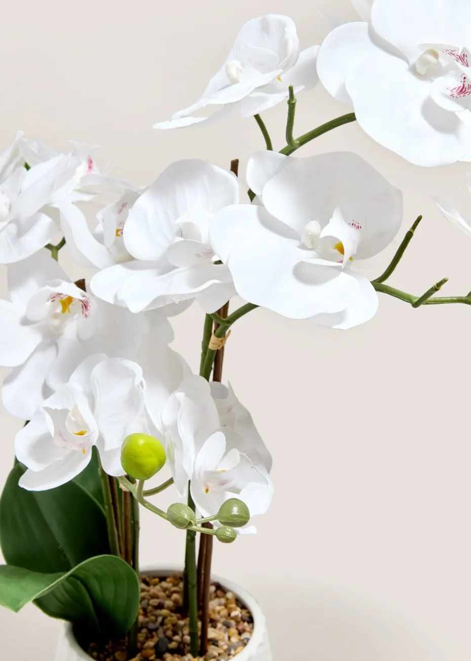 White Orchid In Ribbed Pot