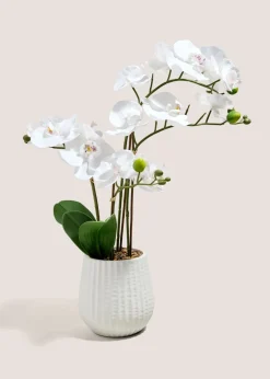 White Orchid In Ribbed Pot