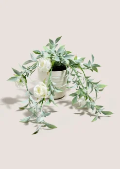 White Trailing Rose Plant