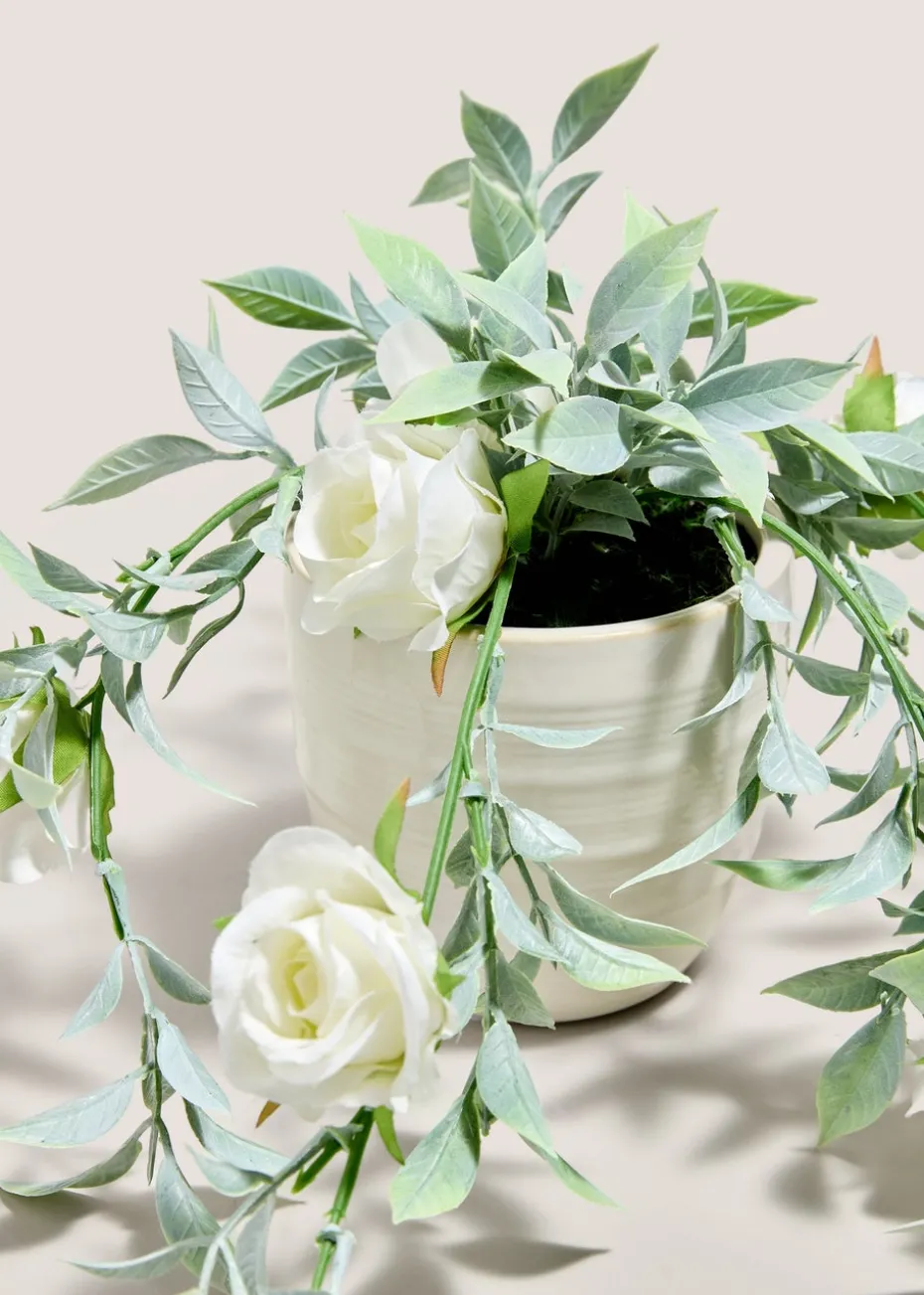 White Trailing Rose Plant