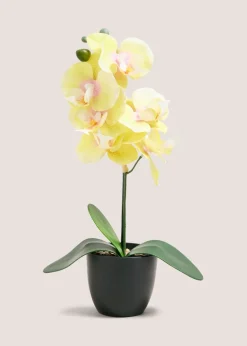 Yellow Orchid In Plastic Pot